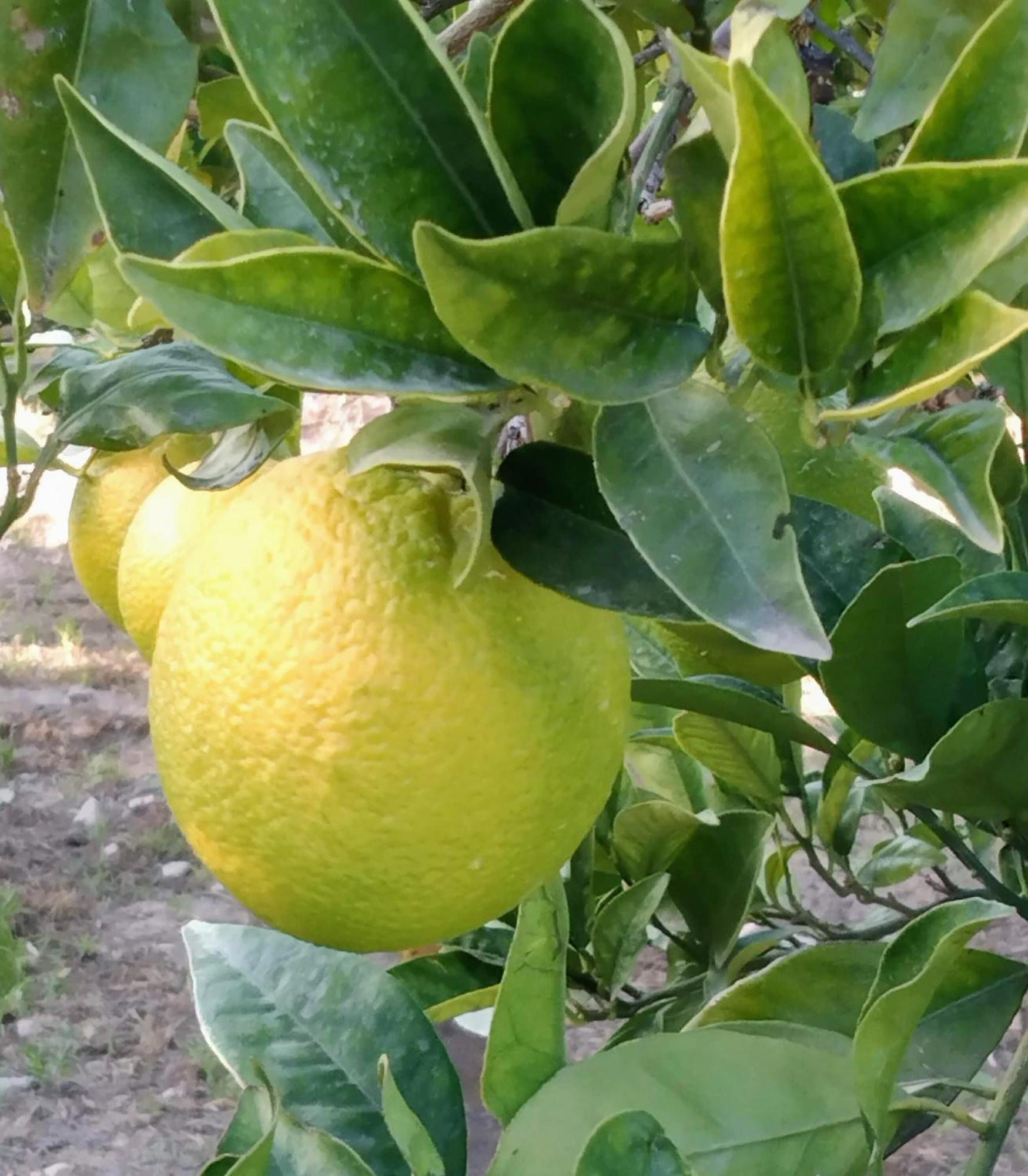 B&B La Granadilla Cónchar Eksteriør billede
