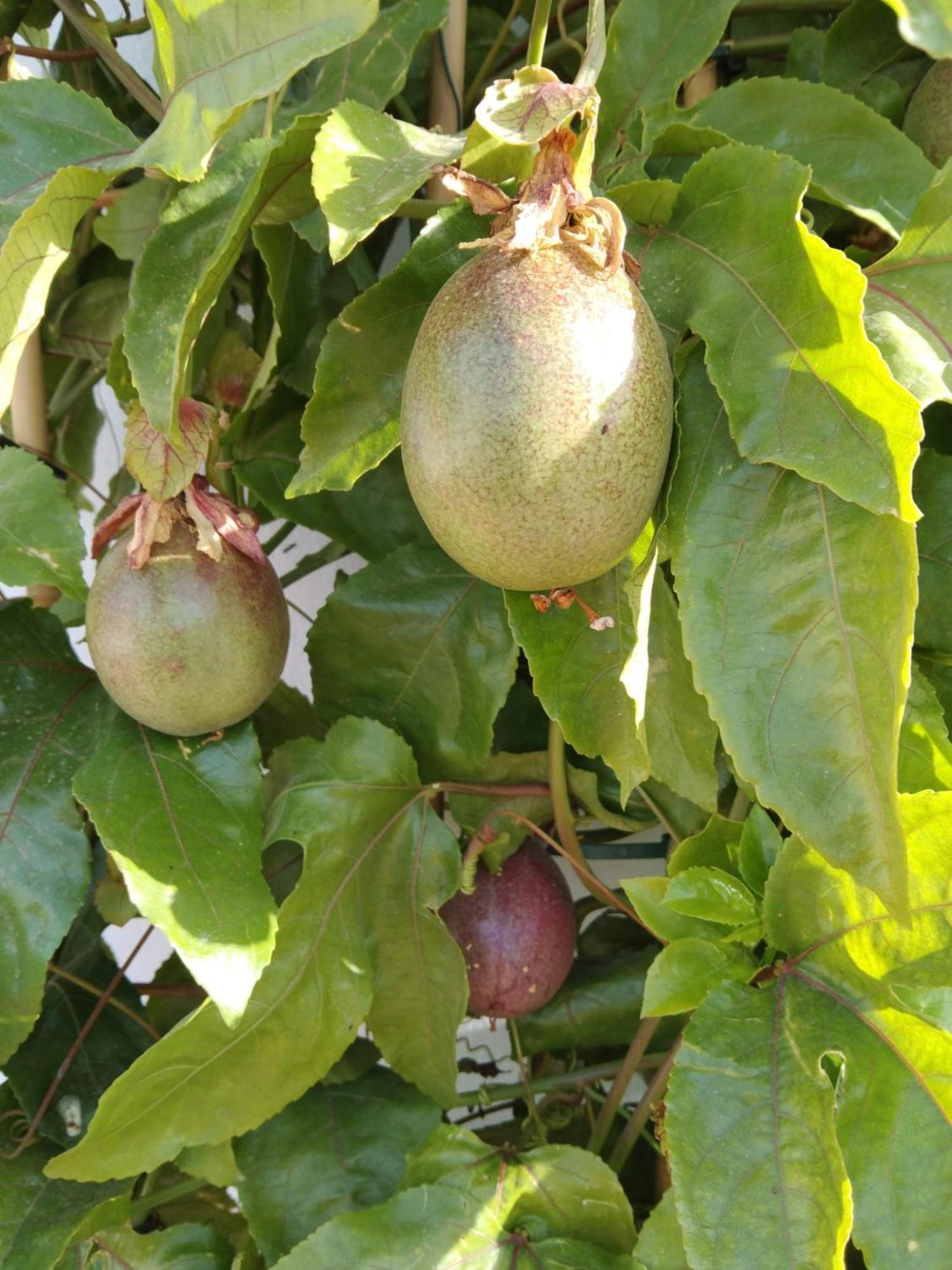 B&B La Granadilla Cónchar Eksteriør billede