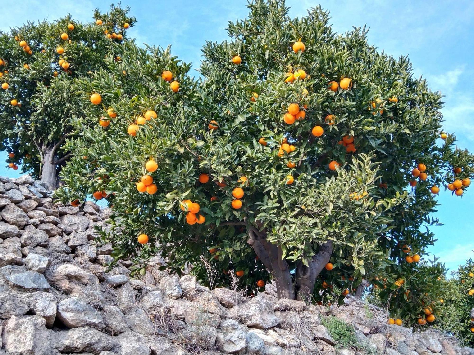 B&B La Granadilla Cónchar Eksteriør billede